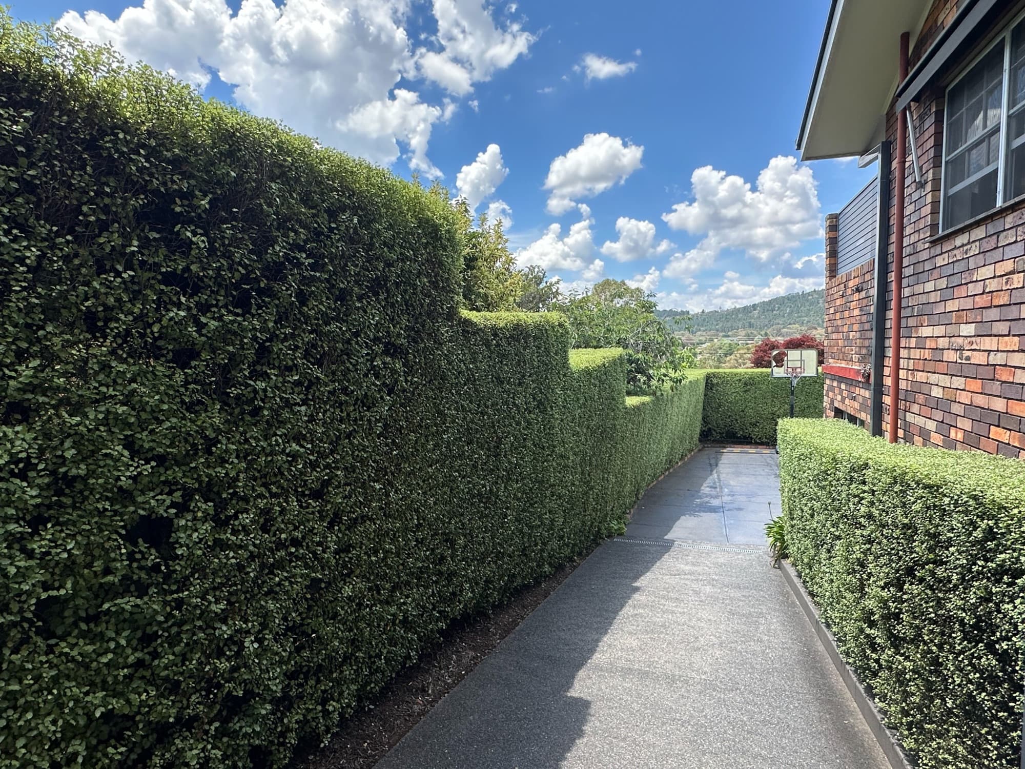 Tall hedges trimmed square along a garden path